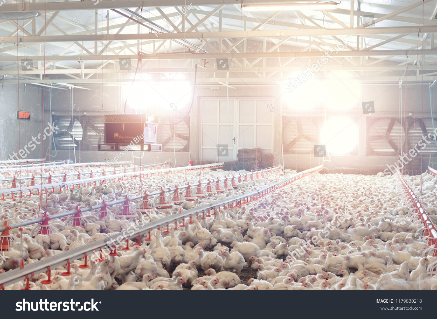 stock-photo-poultry-farm-with-chicken-husbandry-housing-business-for-the-purpose-of-farming-meat-white-1179830218
